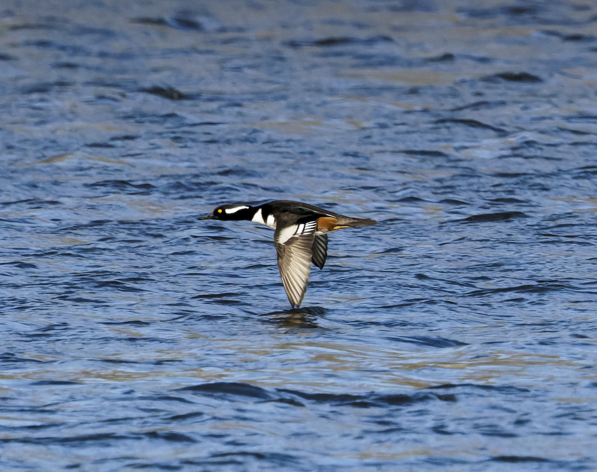 オウギアイサ - ML647364330