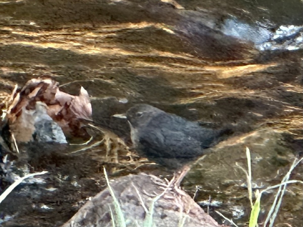 Ur-zozo iparramerikarra - ML647364331