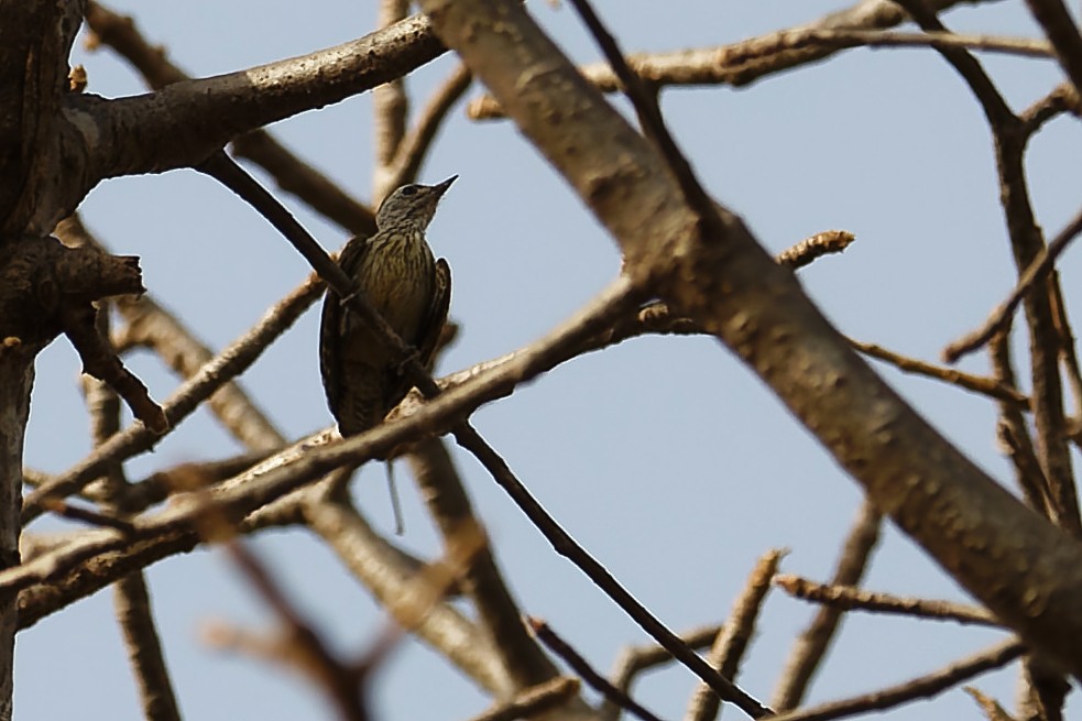 Pito Cardenal - ML647364333