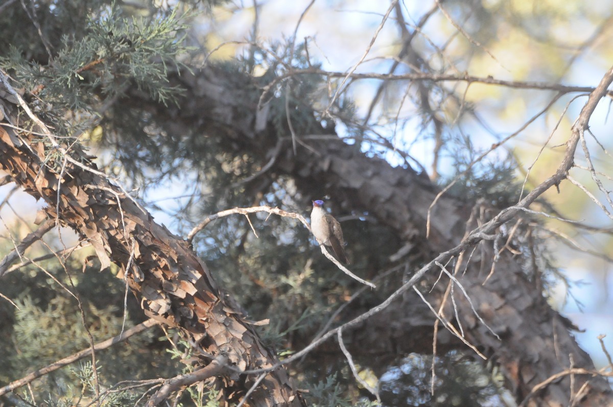 Violet-crowned Hummingbird - ML647364363