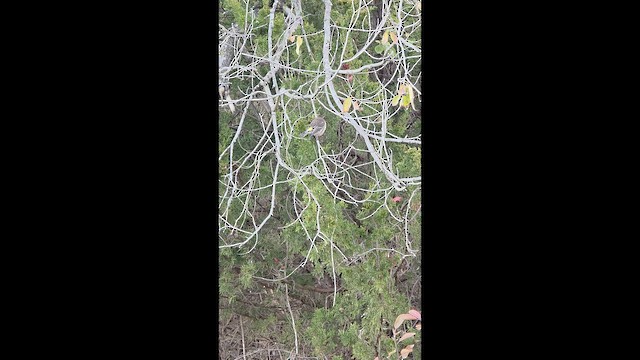 Yellow-rumped Warbler - ML647364375