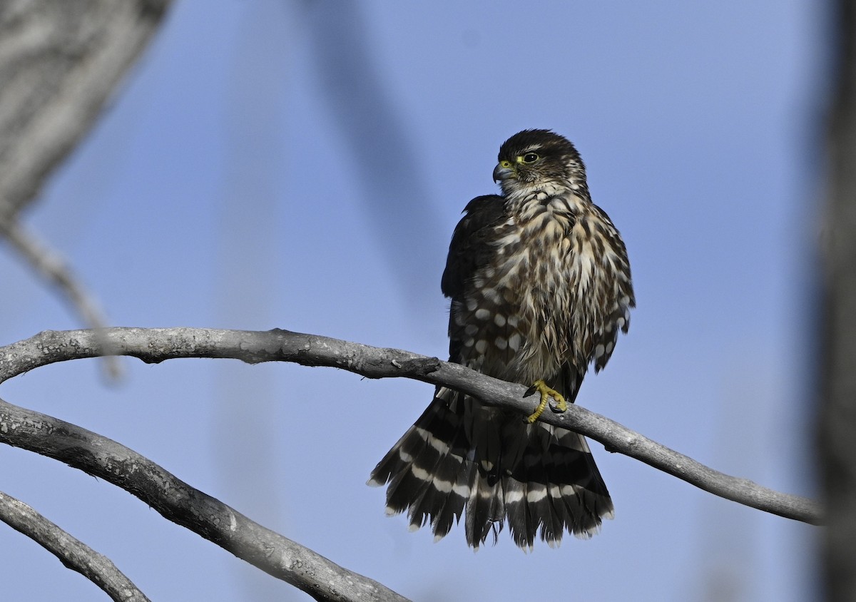 Merlin - ML647364377