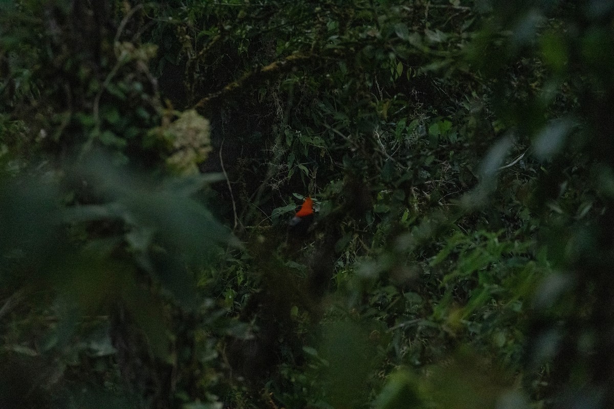 Coq-de-roche péruvien - ML647364393