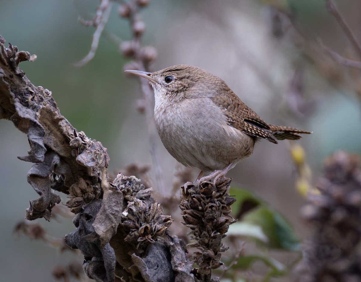 Northern House Wren - ML647364395