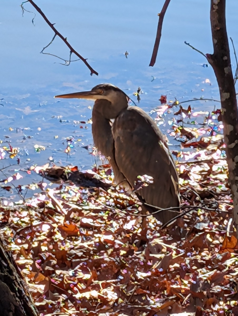 Great Blue Heron - ML647364396