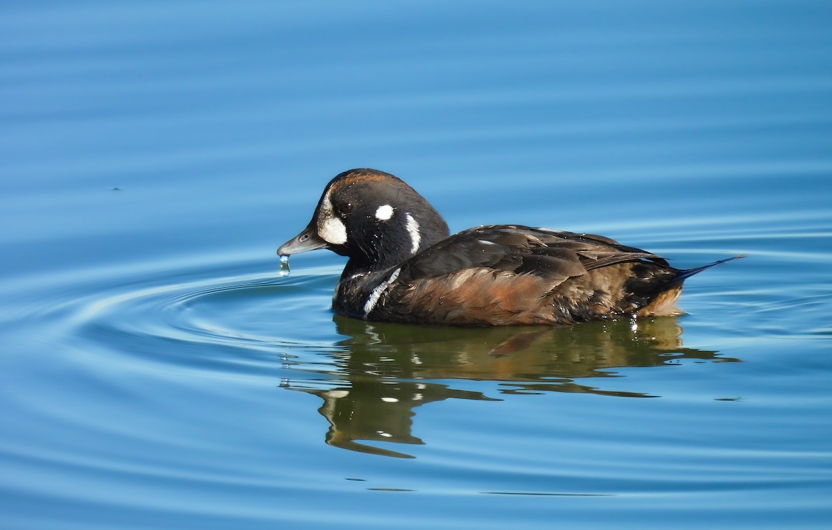 Ahate arlekina - ML647364403