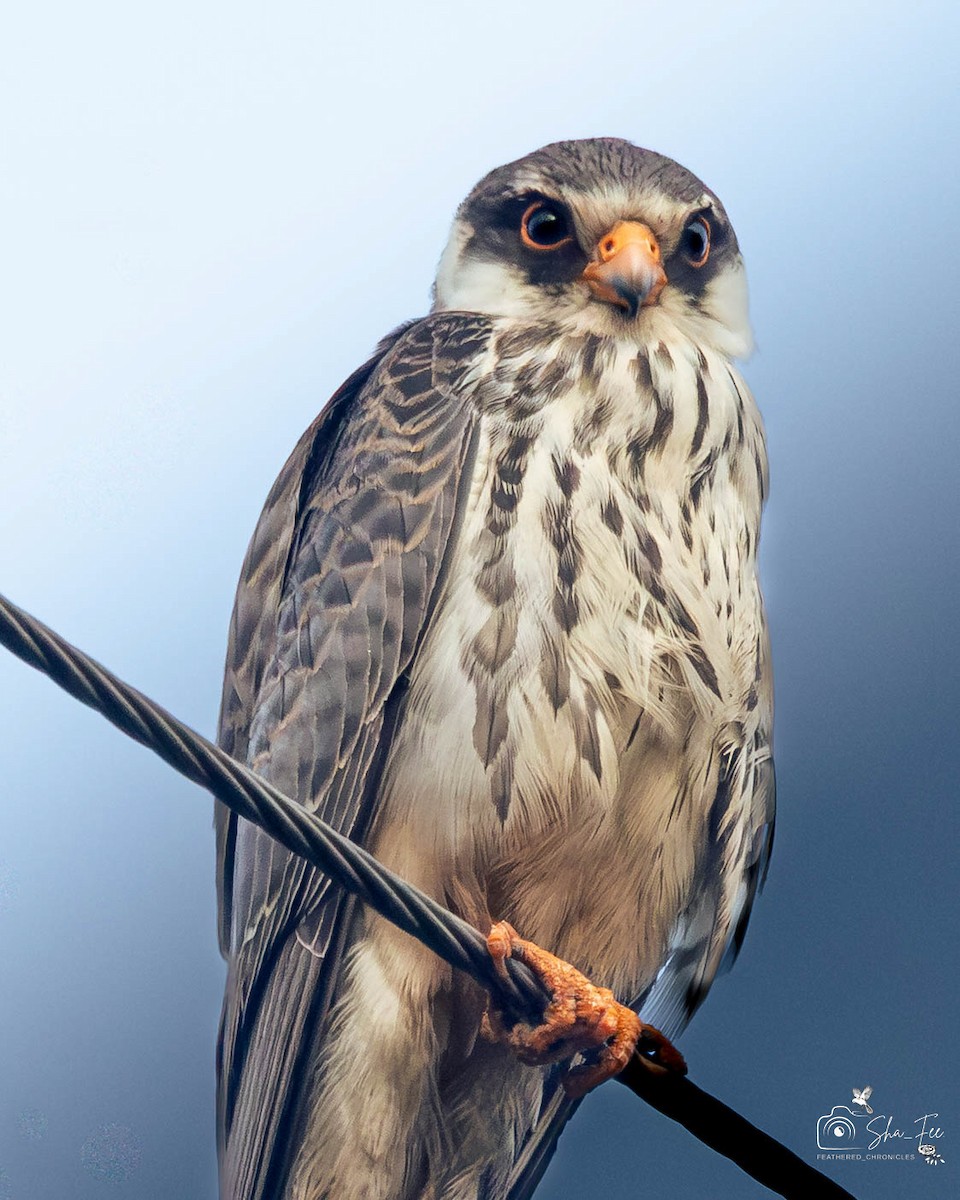 Amur Falcon - ML647364404