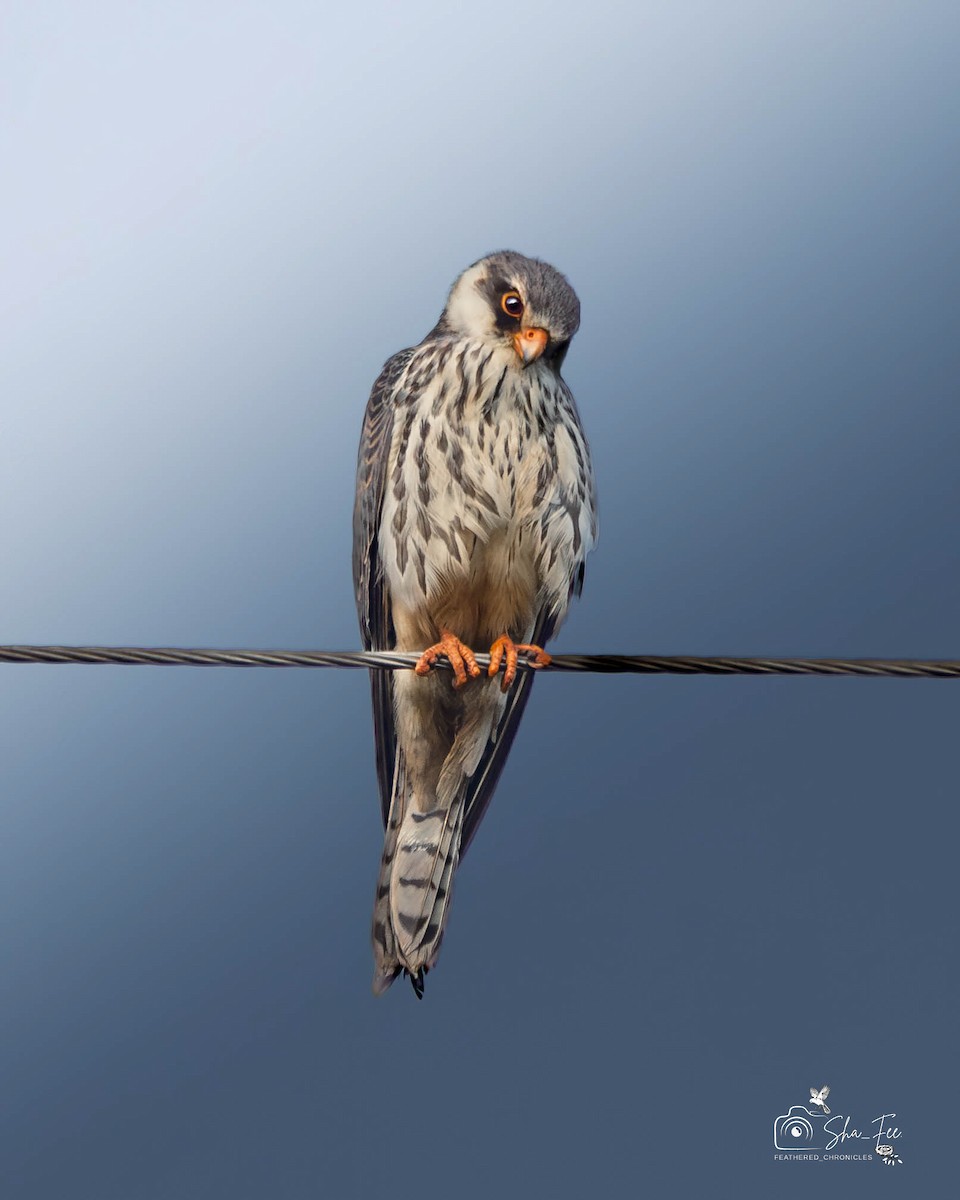Amur Falcon - ML647364405