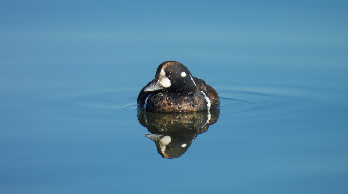 Ahate arlekina - ML647364410