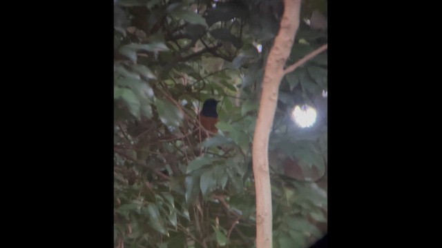 白腰鵲鴝 - ML647364411