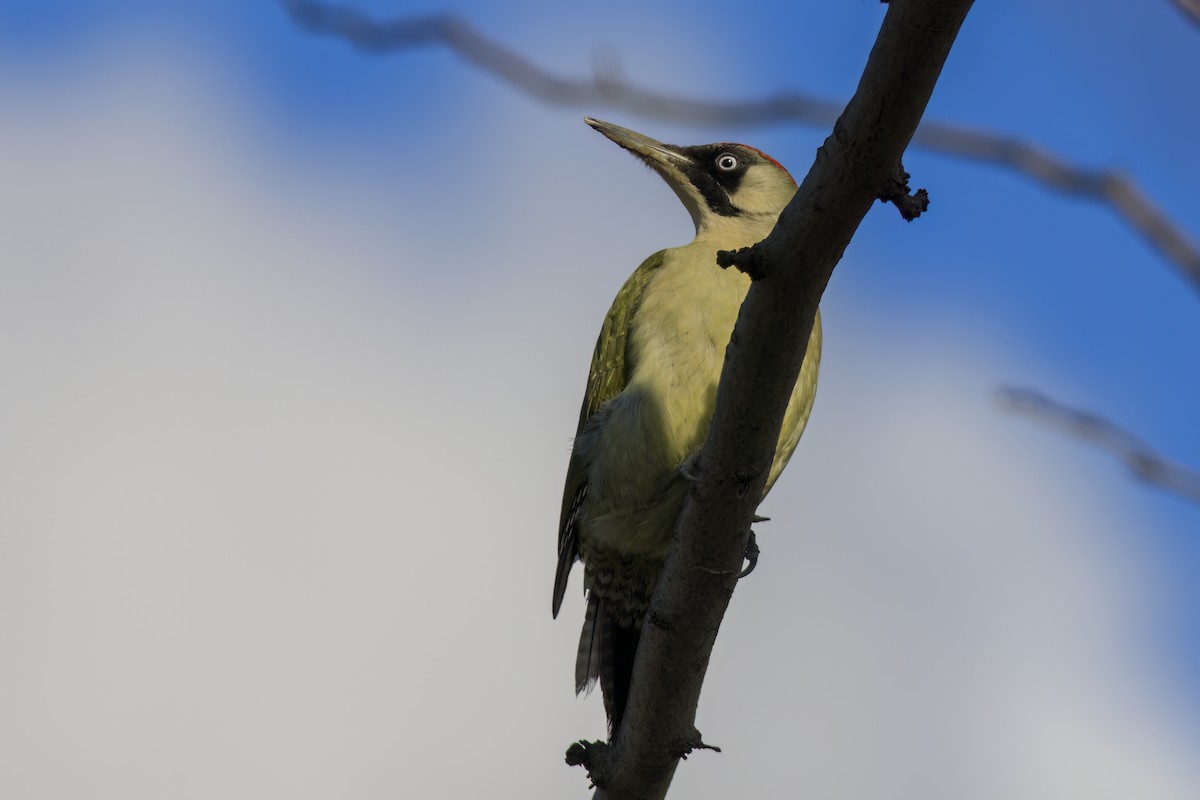 נקר ירוק - ML647364427