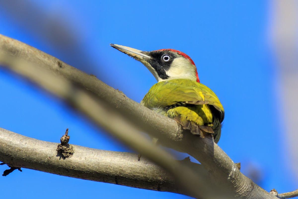 נקר ירוק - ML647364428