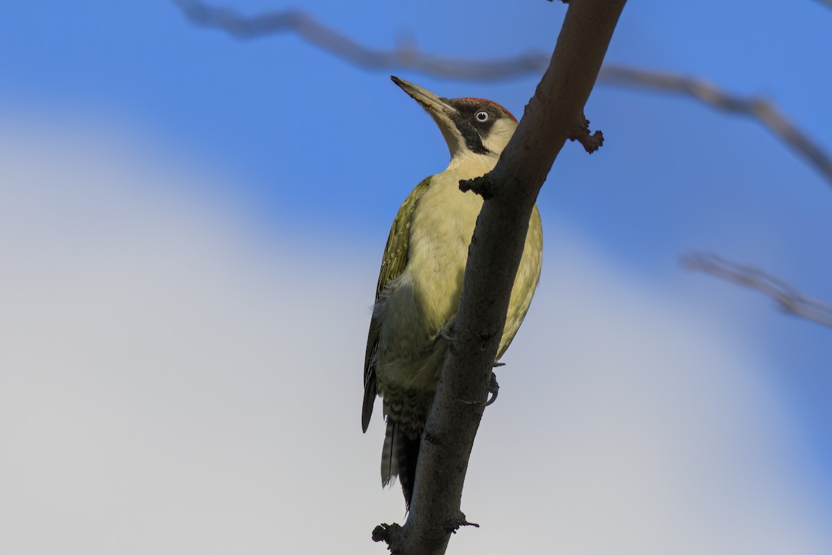 נקר ירוק - ML647364429