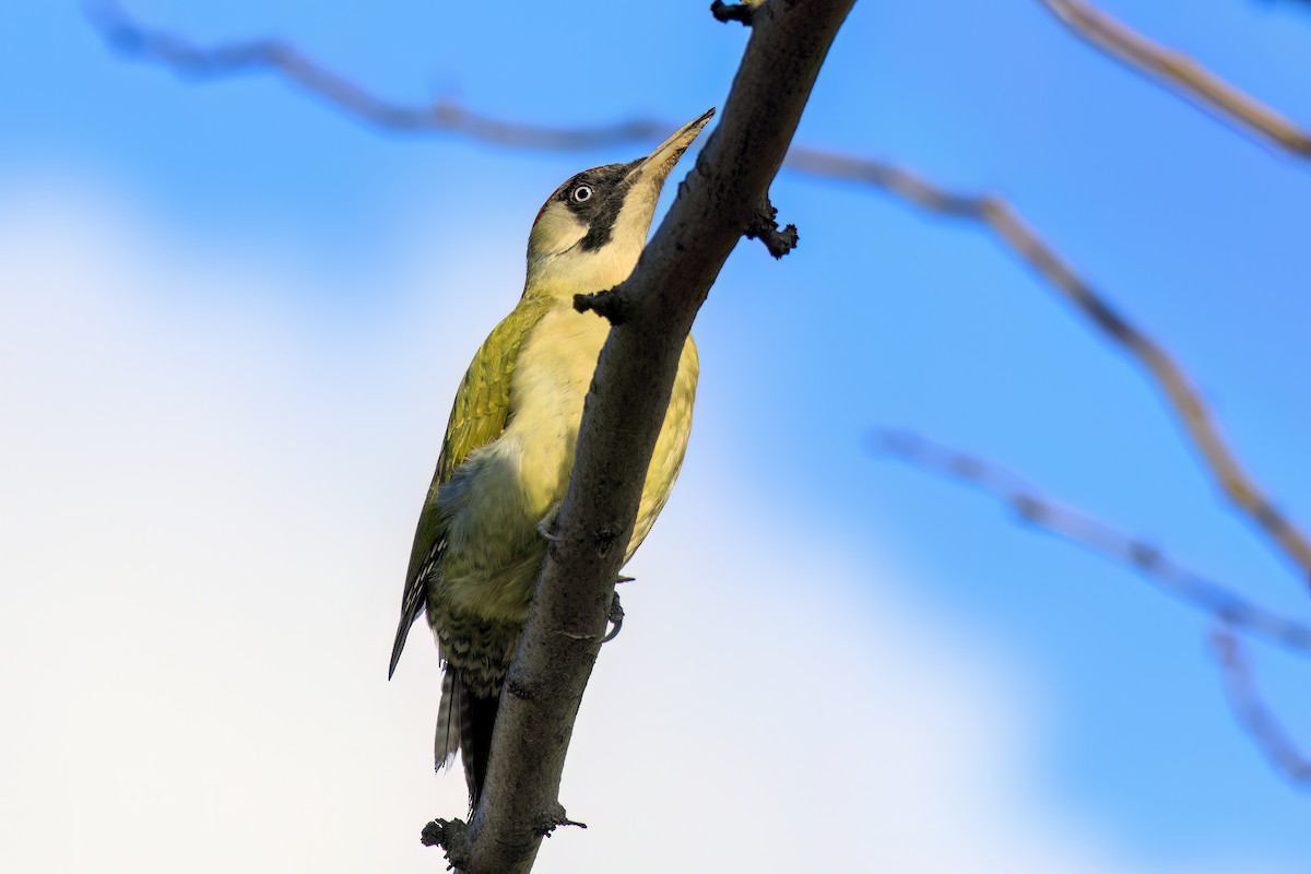 נקר ירוק - ML647364430