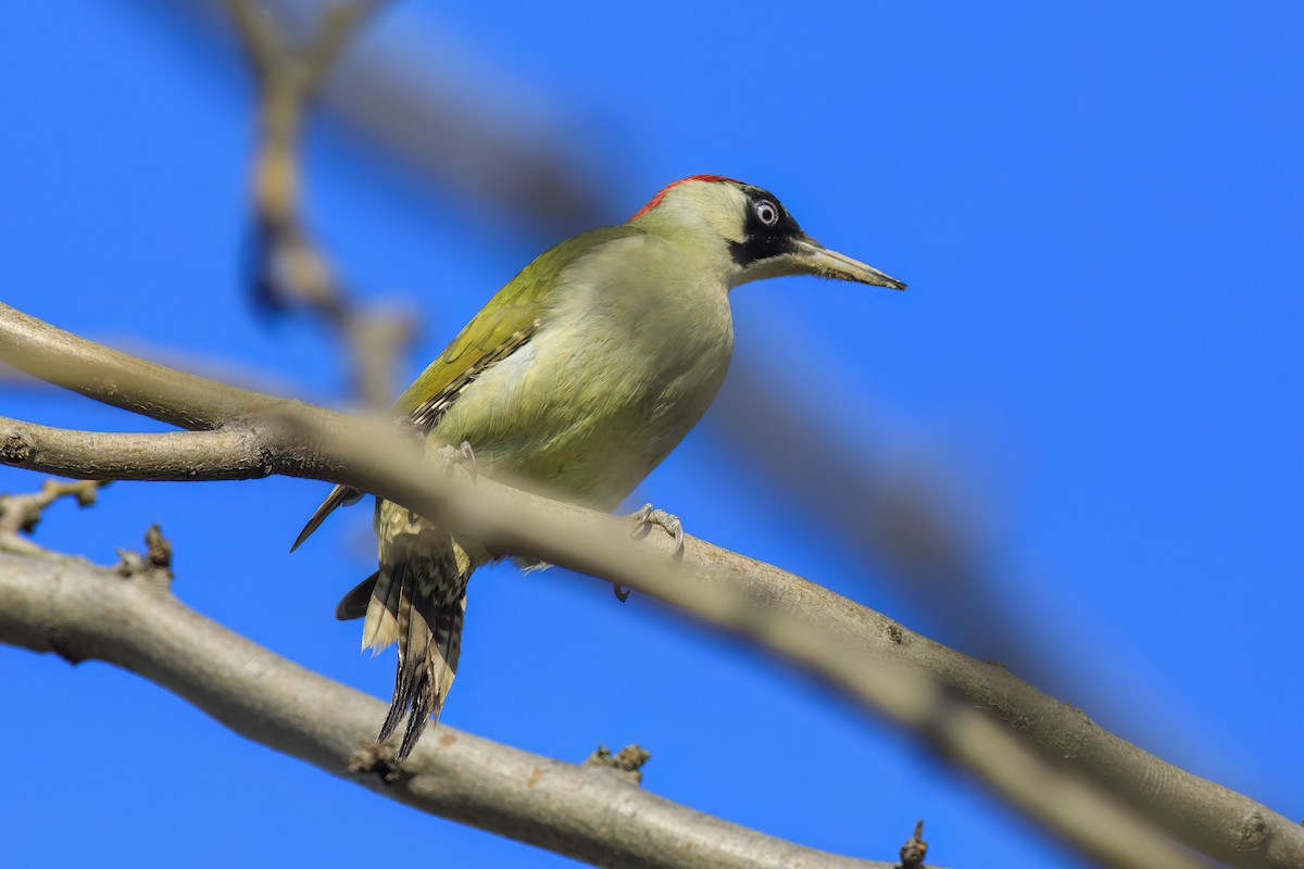 נקר ירוק - ML647364431