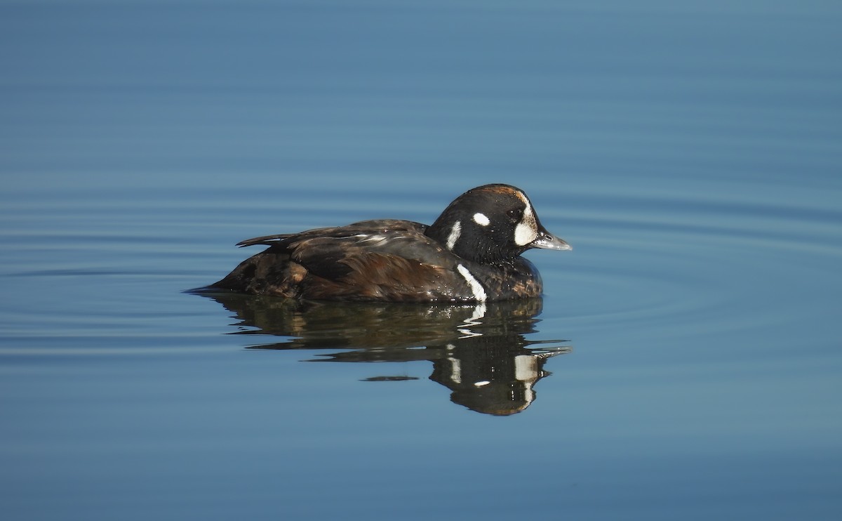 Ahate arlekina - ML647364433