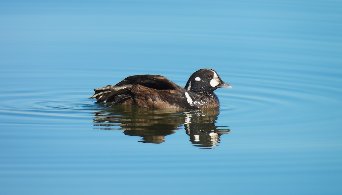 Ahate arlekina - ML647364439