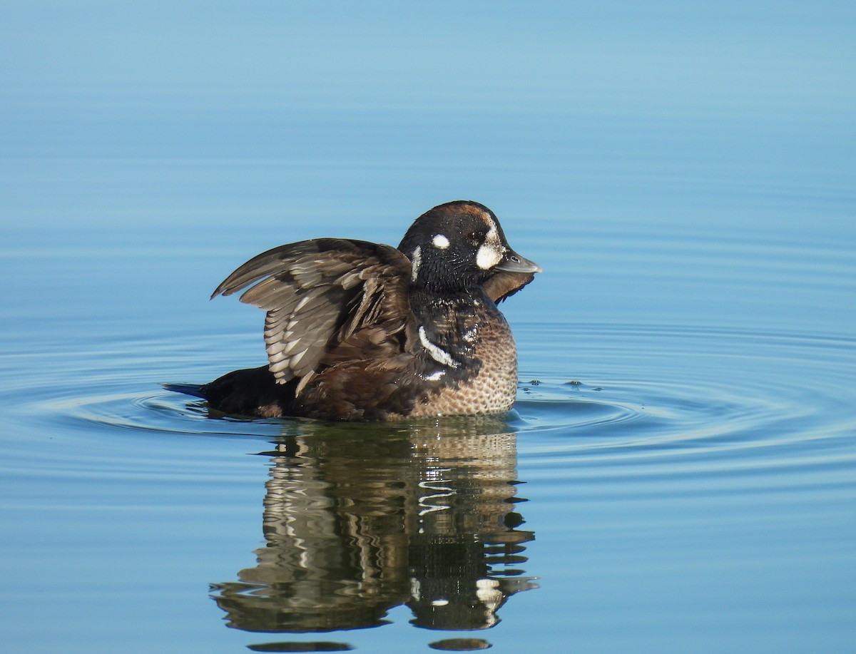 Ahate arlekina - ML647364449