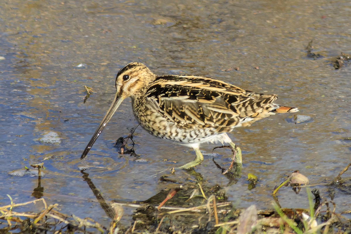 חרטומית ביצות - ML647364454
