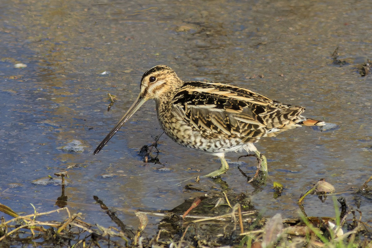 חרטומית ביצות - ML647364455