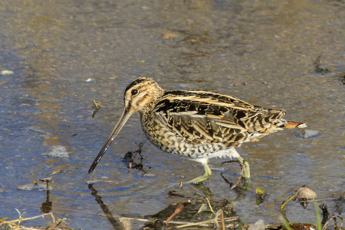 חרטומית ביצות - ML647364456