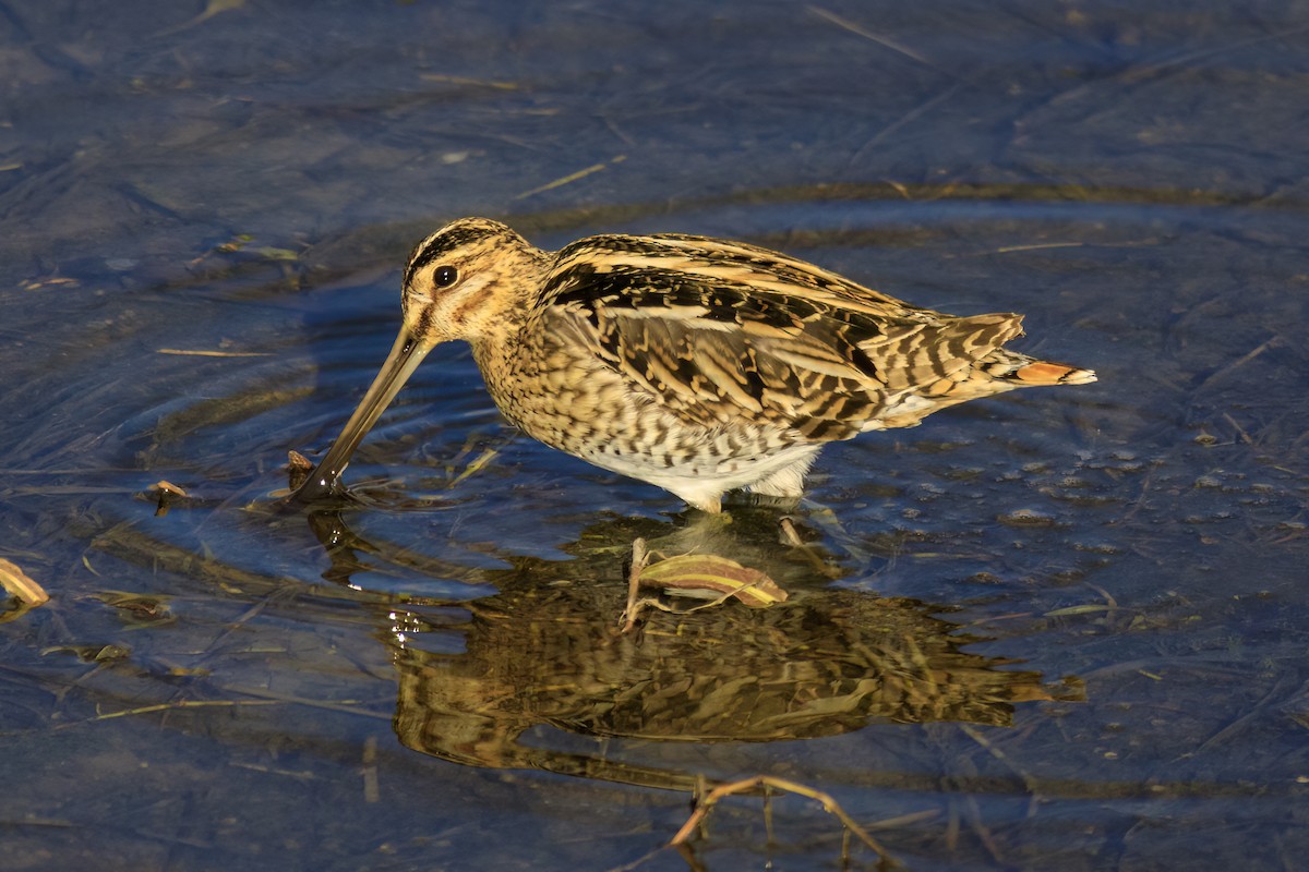 חרטומית ביצות - ML647364457