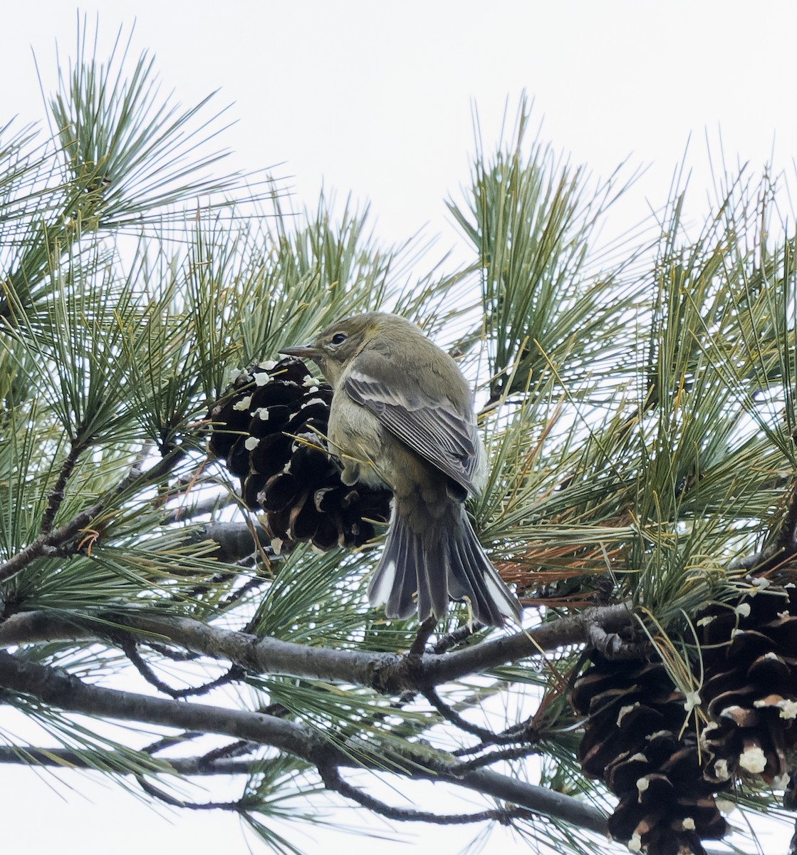Paruline des pins - ML647364462