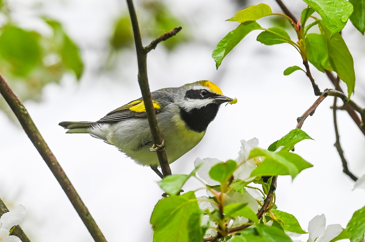 Golden-winged Warbler - ML647364466