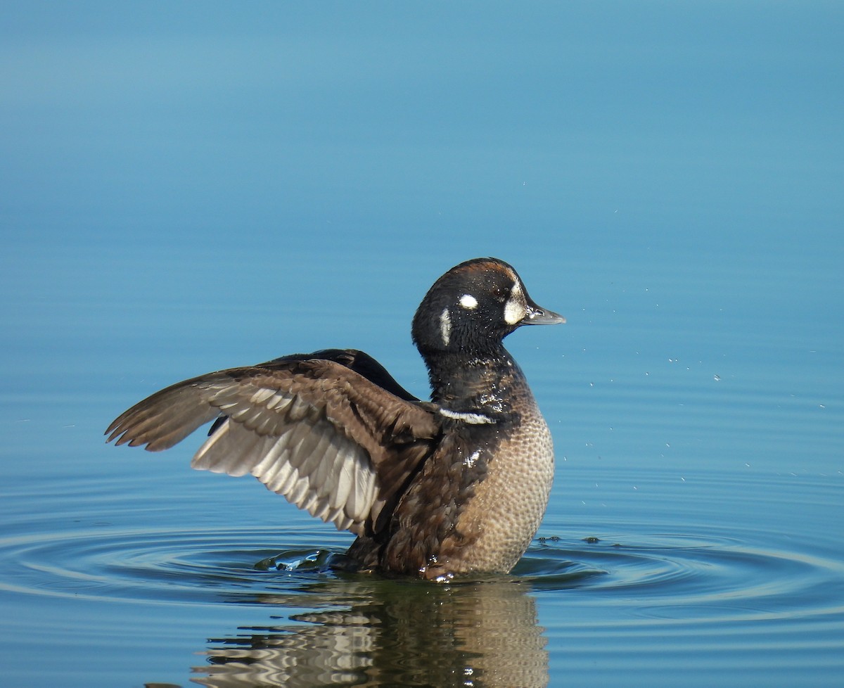 Ahate arlekina - ML647364467