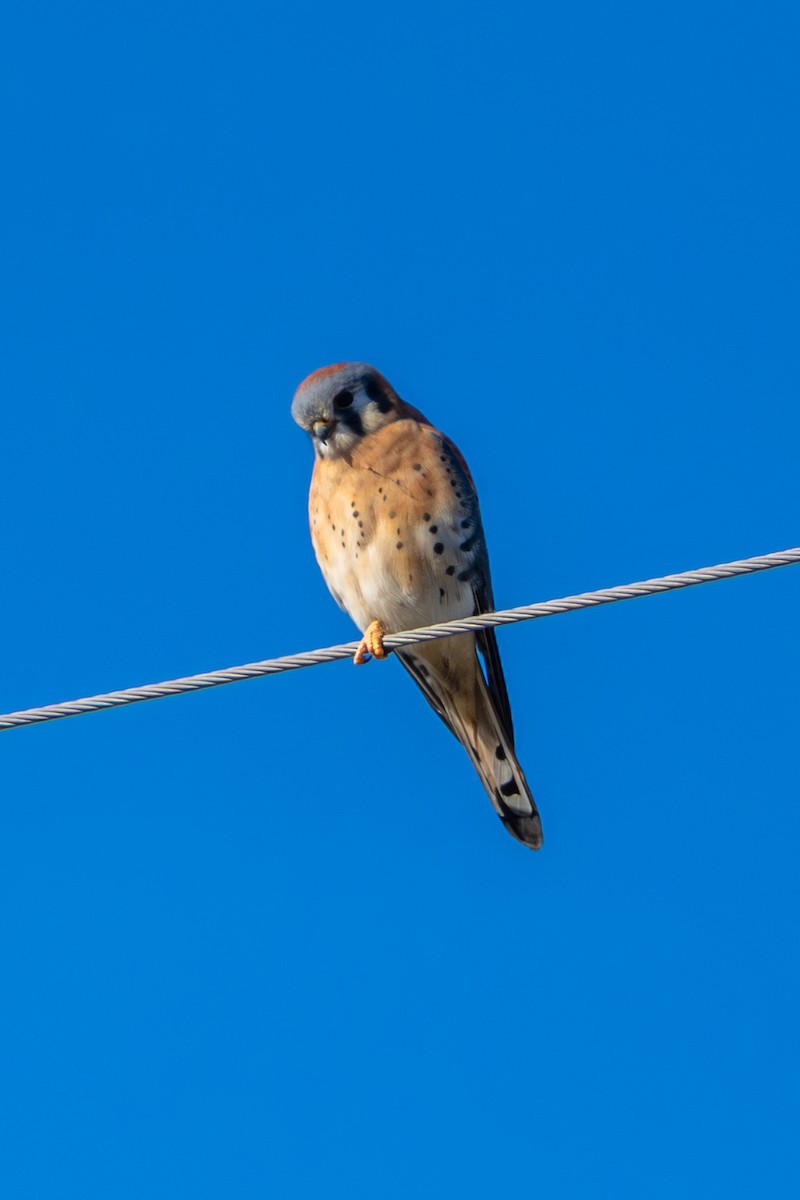 American Kestrel - ML647364476