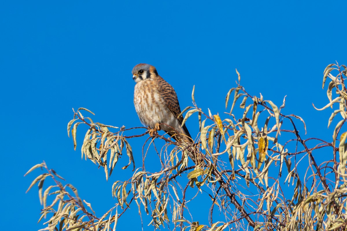 American Kestrel - ML647364477