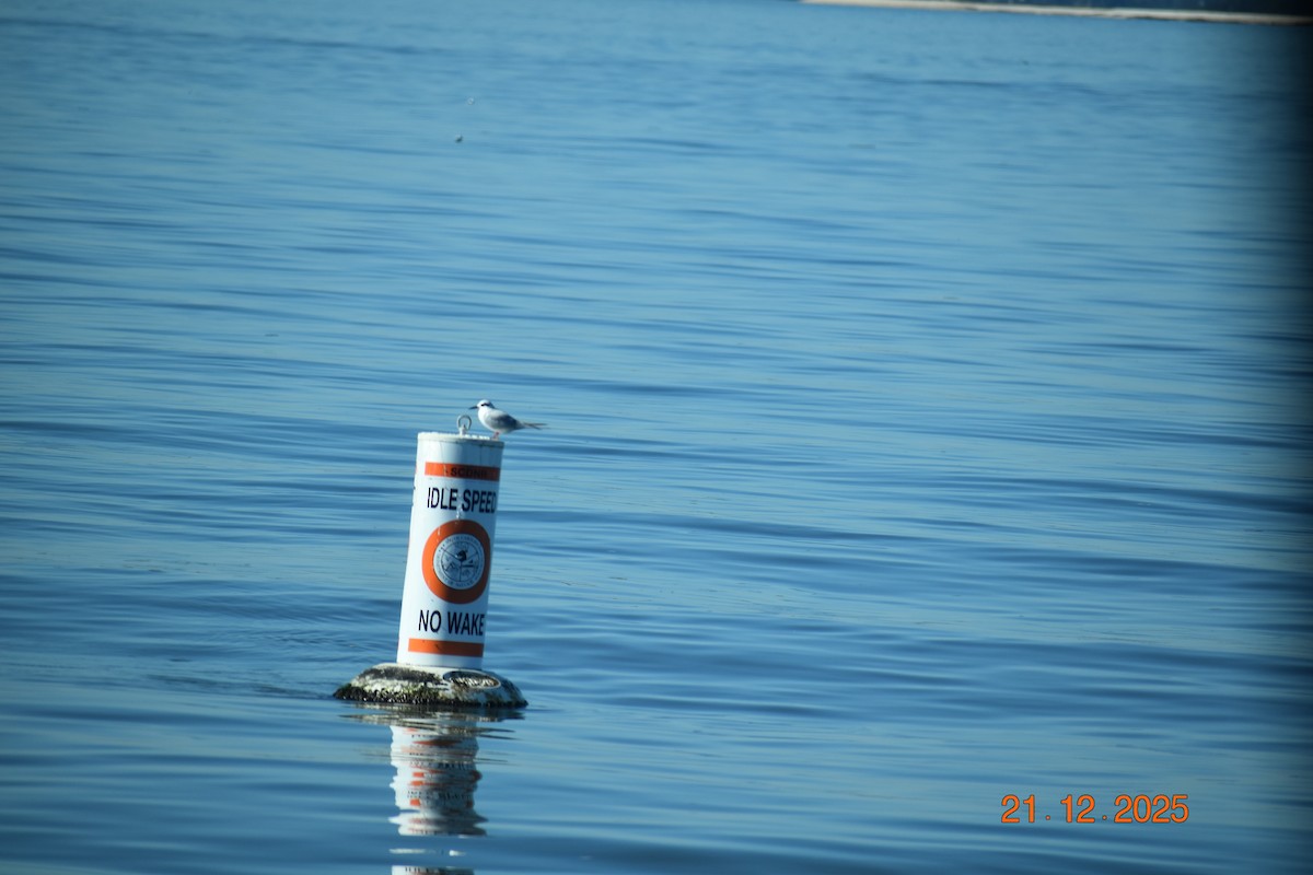Forster's Tern - ML647364479