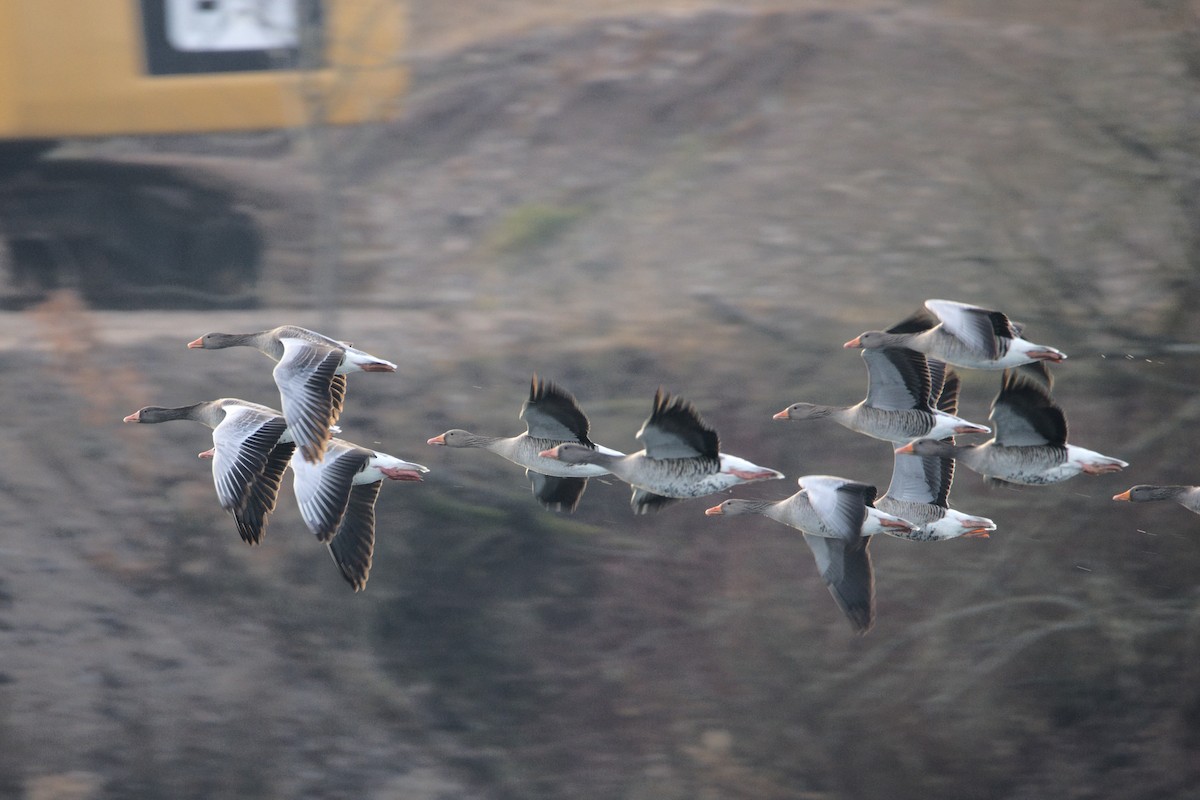 אווז אפור - ML647364488