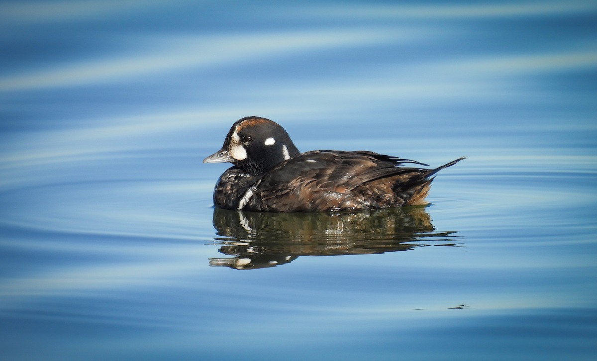 Ahate arlekina - ML647364504