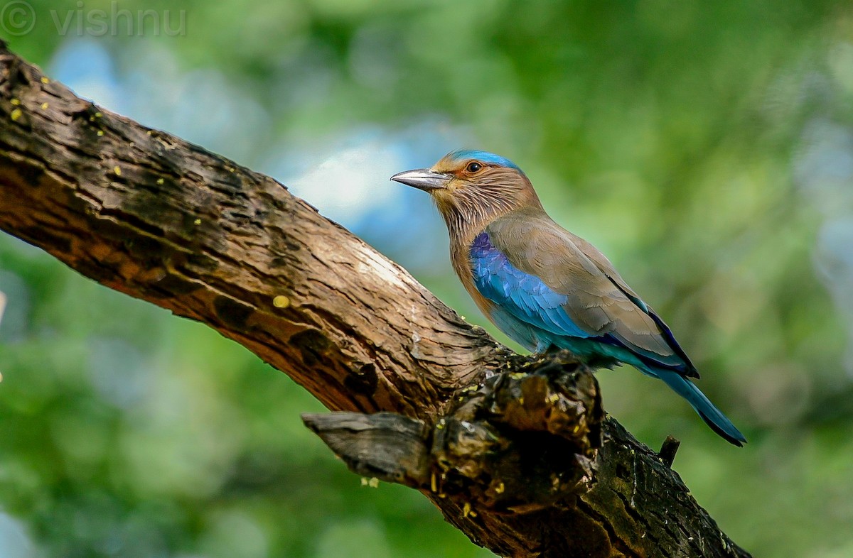 Indian Roller - ML647364508