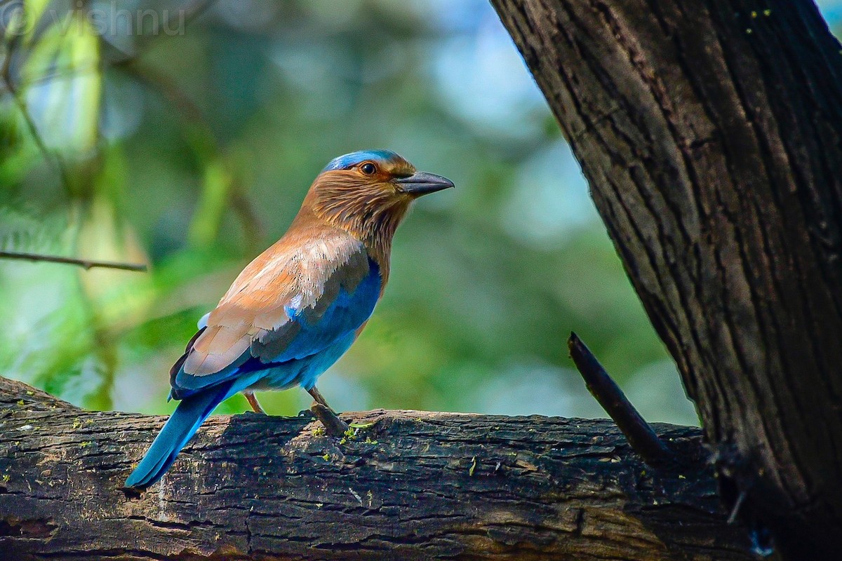 Indian Roller - ML647364509