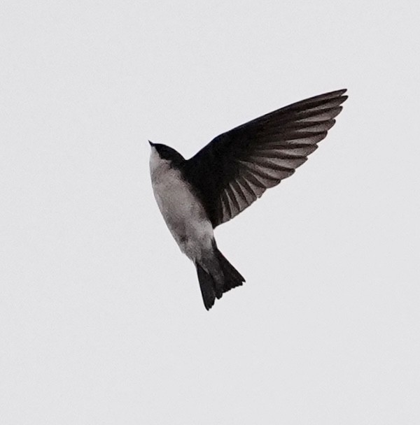Tree Swallow - ML647364550