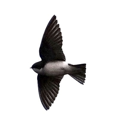 Tree Swallow - ML647364551