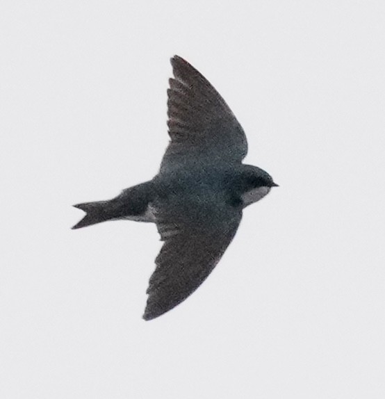 Tree Swallow - ML647364552