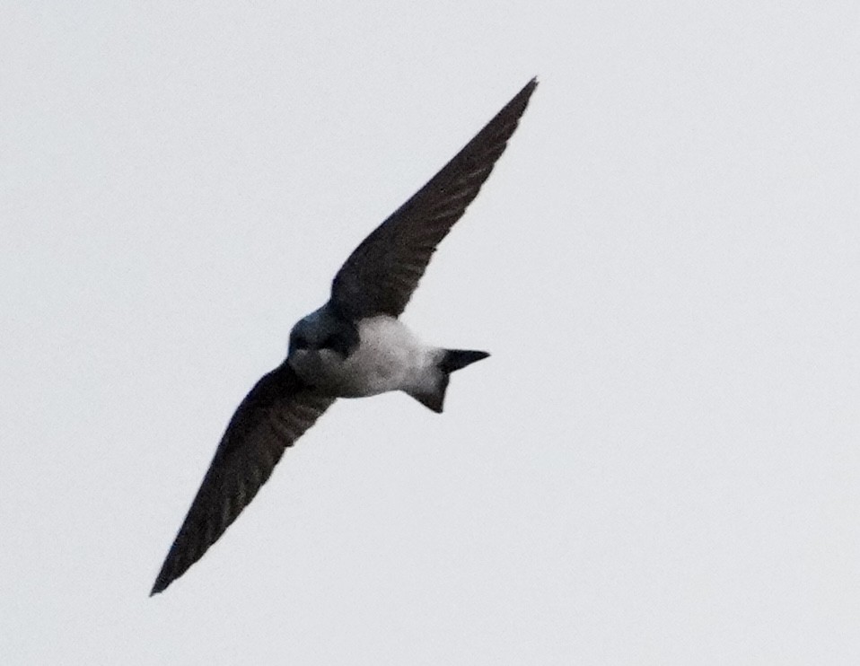 Tree Swallow - ML647364553