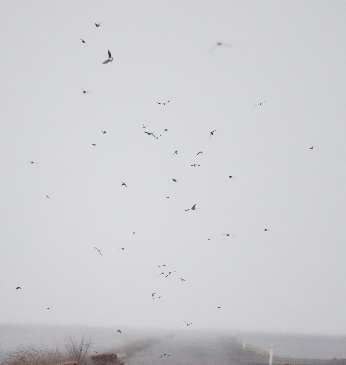 Tree Swallow - ML647364555