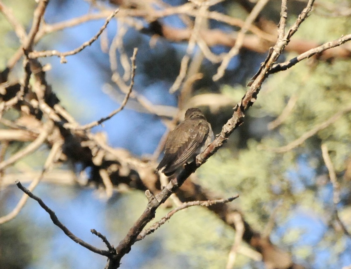 Violet-crowned Hummingbird - ML647364569