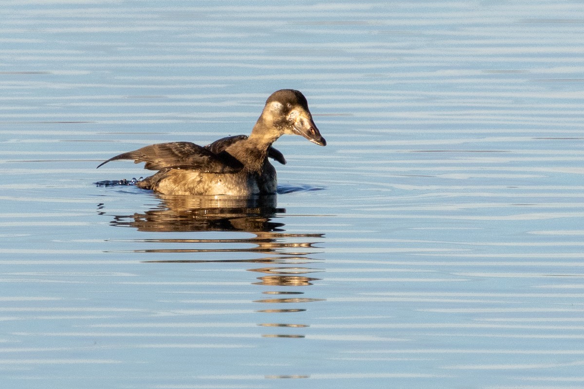 Surf Scoter - ML647364598