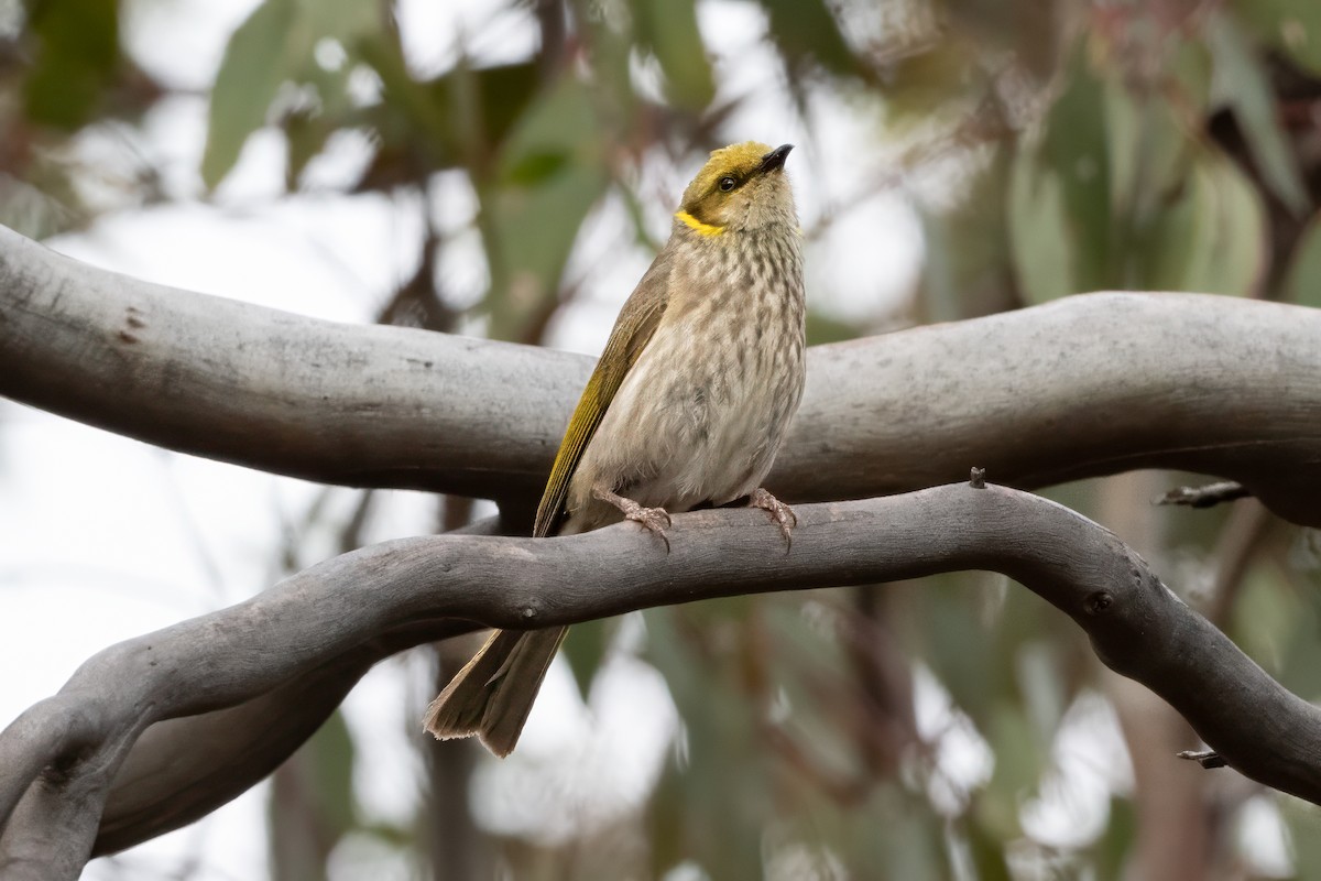 Yellow-plumed Honeyeater - ML647364604