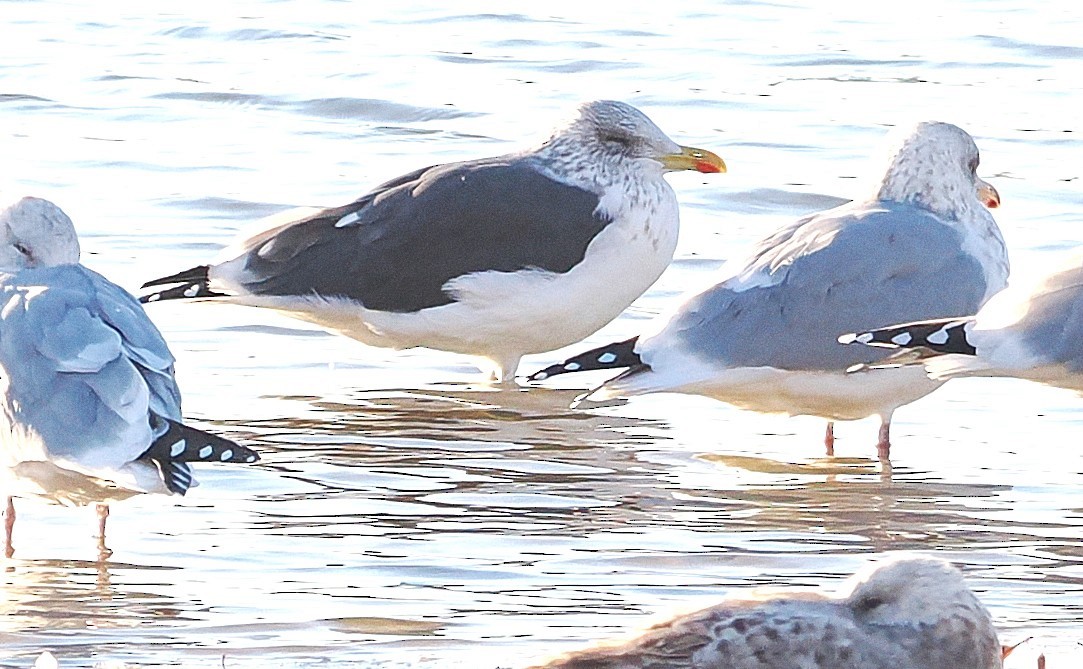 Kara Sırtlı Martı - ML647364611