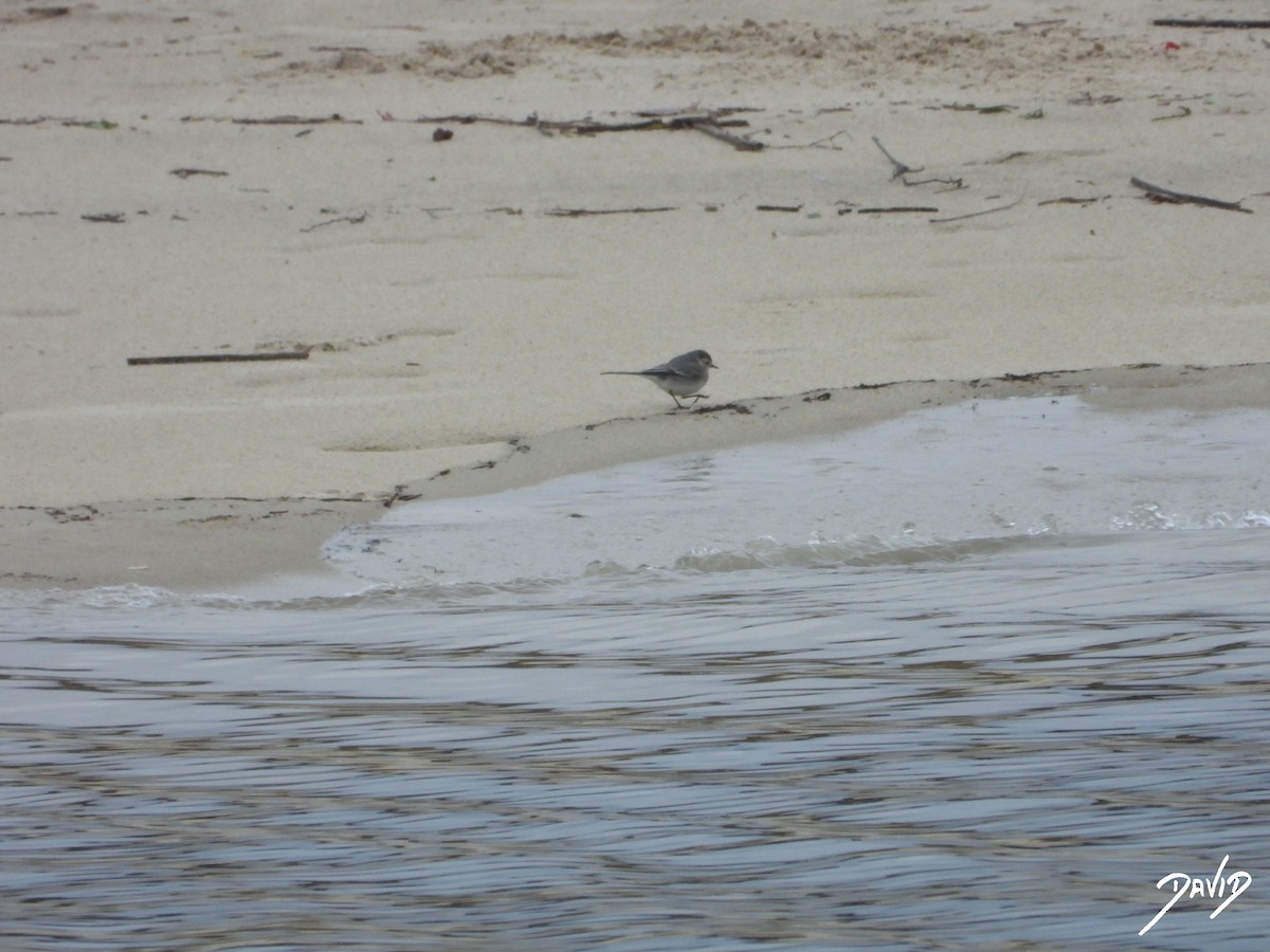 linerle - ML647364630