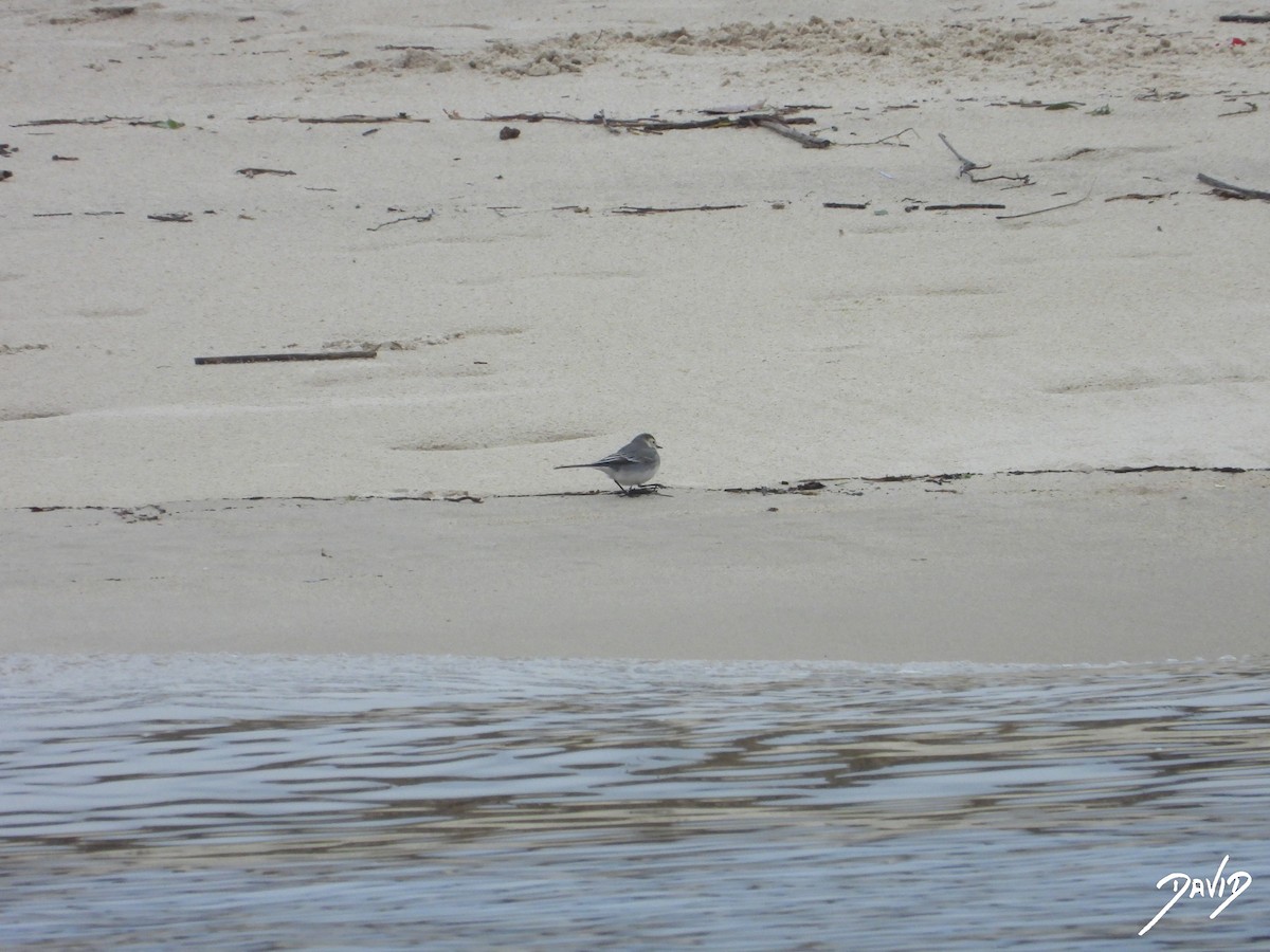 linerle - ML647364631