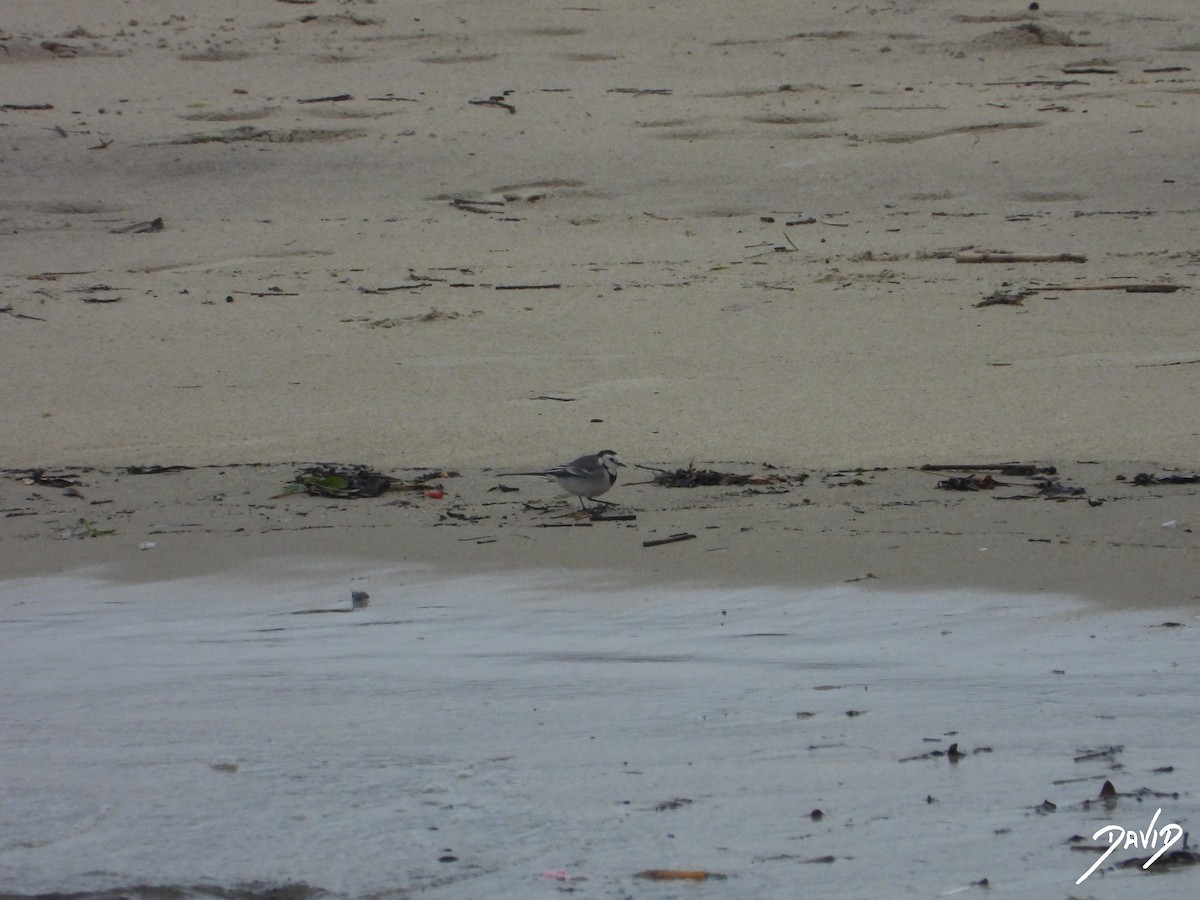 linerle - ML647364632