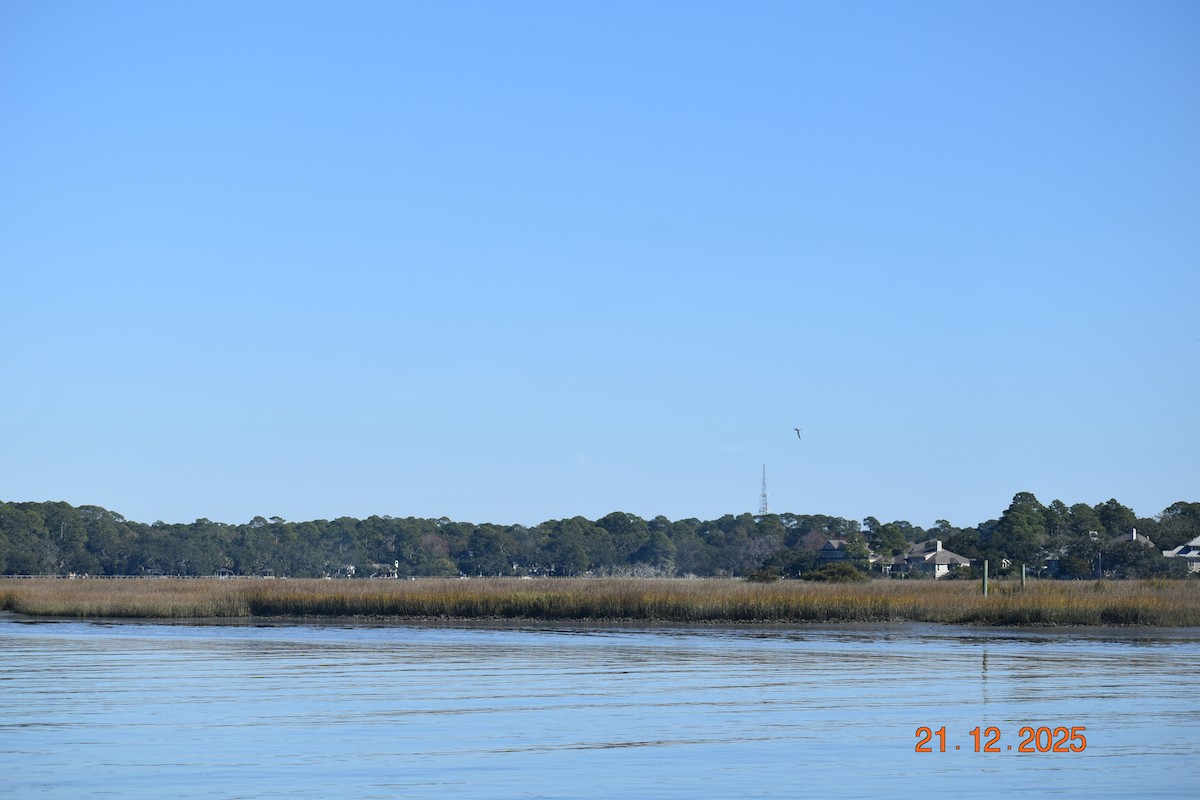 Forster's Tern - ML647364634
