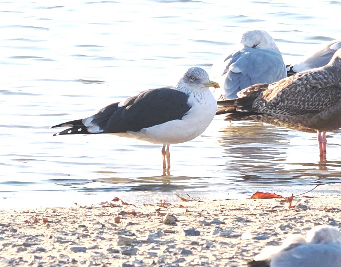 Kara Sırtlı Martı - ML647364636